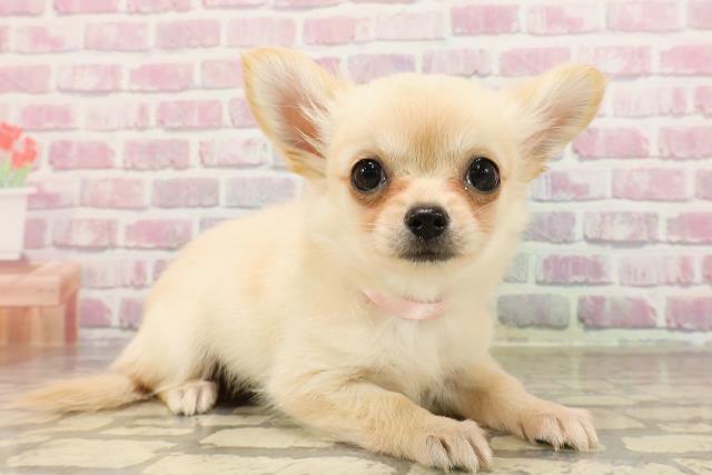 神奈川県のチワワ(ロング) (Coo&RIKU藤沢店/2025年5月22日生まれ/女の子/クリーム)の子犬の3枚目の画像