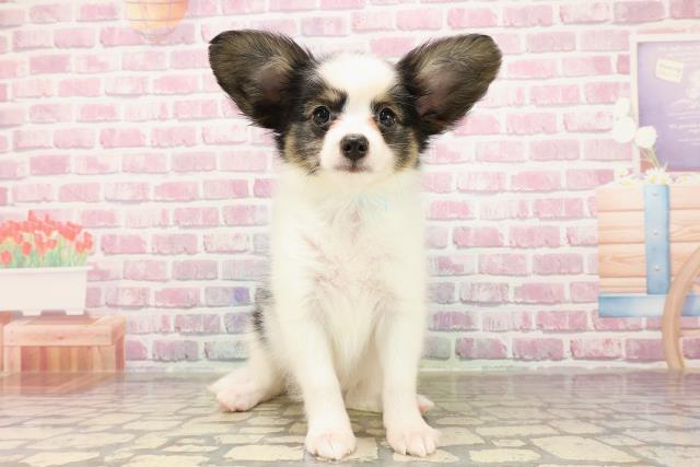 東京都のパピヨン (Coo&RIKU府中店/2025年5月19日生まれ/男の子/トライカラー)の子犬の1枚目の画像