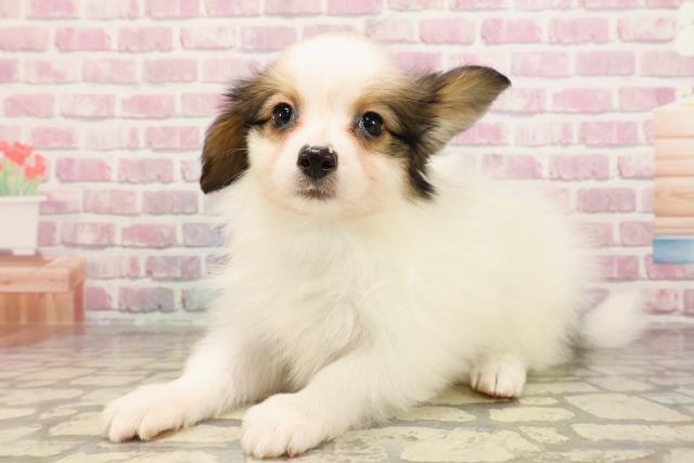 北海道のパピヨン (Coo&RIKU苫小牧店/2025年5月24日生まれ/男の子/ホワイトブラウン)の子犬の2枚目の画像