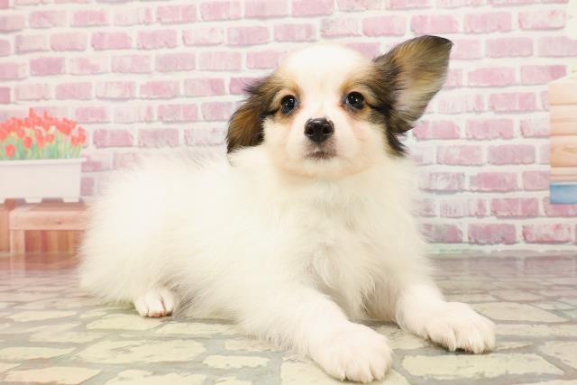 北海道のパピヨン (Coo&RIKU苫小牧店/2025年5月24日生まれ/男の子/ホワイトブラウン)の子犬の3枚目の画像