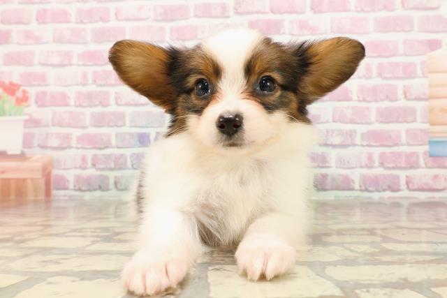 北海道のパピヨン (Coo&RIKU函館店/2025年5月24日生まれ/男の子/ホワイトブラウン)の子犬の1枚目の画像