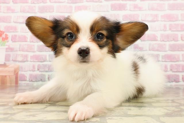 北海道のパピヨン (Coo&RIKU函館店/2025年5月24日生まれ/男の子/ホワイトブラウン)の子犬の2枚目の画像