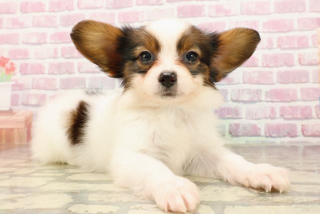 北海道のパピヨン (Coo&RIKU函館店/2025年5月24日生まれ/男の子/ホワイトブラウン)の子犬の3枚目の画像