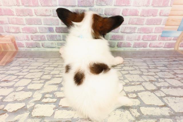 北海道のパピヨン (Coo&RIKU函館店/2025年5月24日生まれ/男の子/ホワイトブラウン)の子犬の4枚目の画像