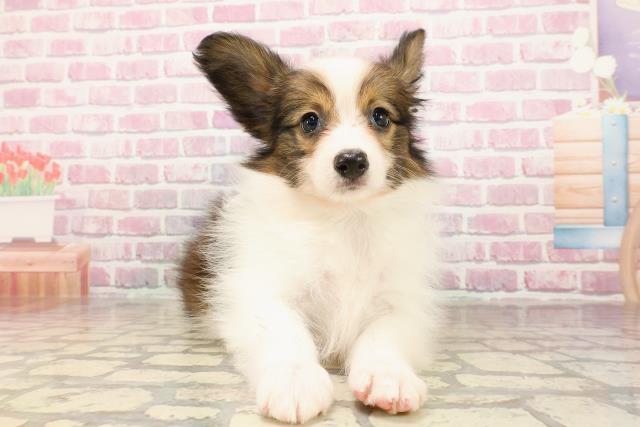 北海道のパピヨン (Coo&RIKU釧路店/2025年5月24日生まれ/男の子/ホワイトブラウン)の子犬の1枚目の画像