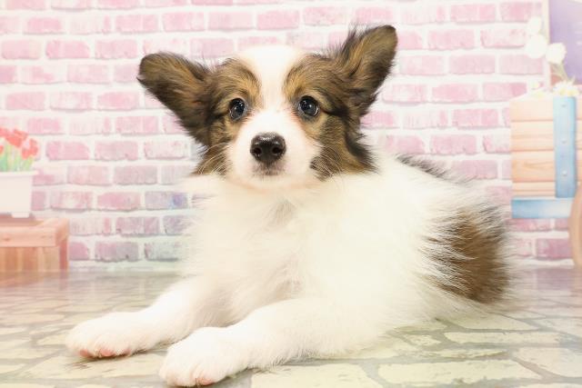 北海道のパピヨン (Coo&RIKU釧路店/2025年5月24日生まれ/男の子/ホワイトブラウン)の子犬の2枚目の画像