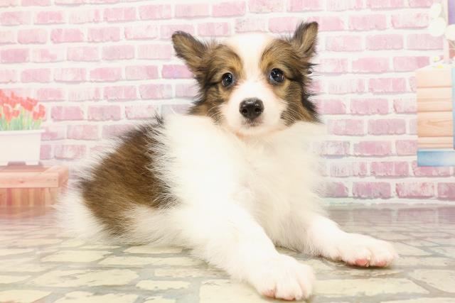 北海道のパピヨン (Coo&RIKU釧路店/2025年5月24日生まれ/男の子/ホワイトブラウン)の子犬の3枚目の画像