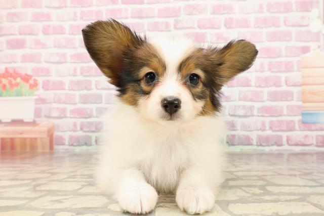 栃木県のパピヨン (Coo&RIKU宇都宮店/2025年5月24日生まれ/女の子/ホワイトブラウン)の子犬の1枚目の画像