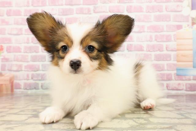 栃木県のパピヨン (Coo&RIKU宇都宮店/2025年5月24日生まれ/女の子/ホワイトブラウン)の子犬の2枚目の画像