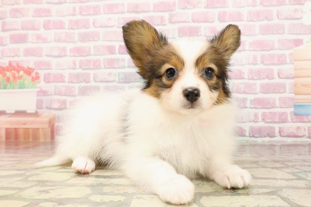 栃木県のパピヨン (Coo&RIKU宇都宮店/2025年5月24日生まれ/女の子/ホワイトブラウン)の子犬の3枚目の画像