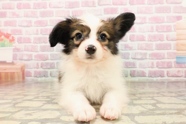 神奈川県のパピヨン (Coo&RIKU藤沢店/2025年5月24日生まれ/女の子/ホワイトブラウン)の子犬の1枚目の画像