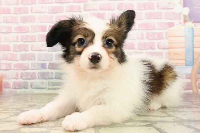 神奈川県のパピヨン (Coo&RIKU藤沢店/2025年5月24日生まれ/女の子/ホワイトブラウン)の子犬の2枚目の画像