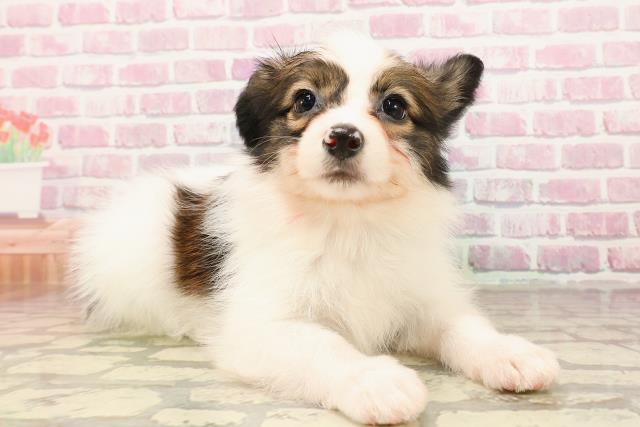 神奈川県のパピヨン (Coo&RIKU藤沢店/2025年5月24日生まれ/女の子/ホワイトブラウン)の子犬の3枚目の画像