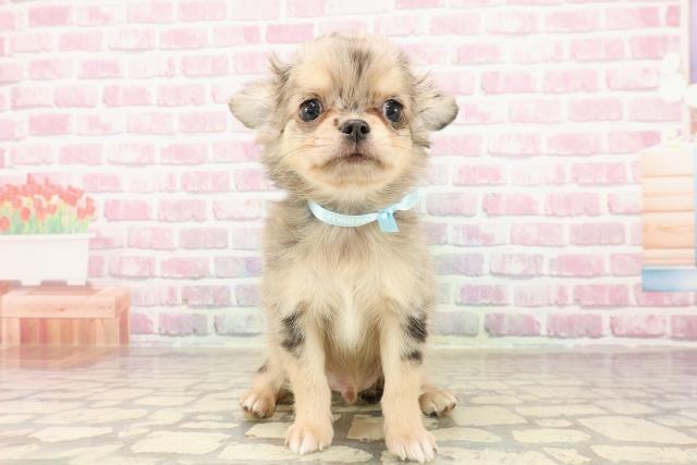 東京都のチワワ(ロング) (Coo&RIKU府中店/2025年5月24日生まれ/男の子/ブルーマール)の子犬の1枚目の画像
