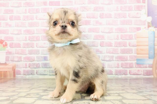 東京都のチワワ(ロング) (Coo&RIKU府中店/2025年5月24日生まれ/男の子/ブルーマール)の子犬の2枚目の画像