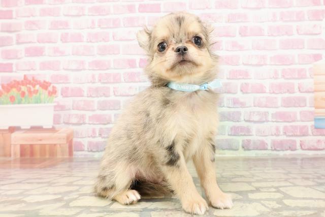 東京都のチワワ(ロング) (Coo&RIKU府中店/2025年5月24日生まれ/男の子/ブルーマール)の子犬の3枚目の画像
