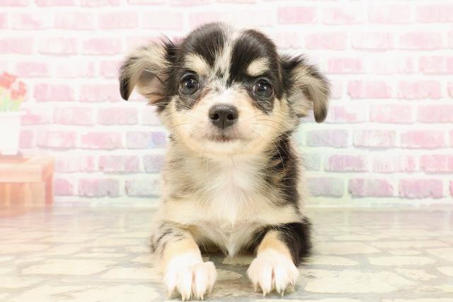 宮城県のチワワ(ロング) (Coo&RIKU石巻店/2025年5月24日生まれ/女の子/ブルーマール)の子犬の1枚目の画像