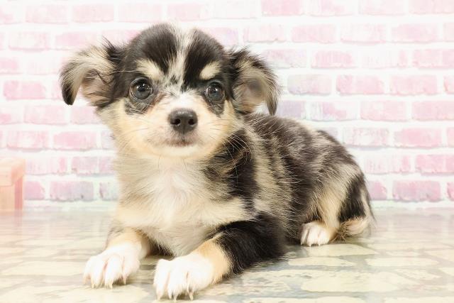 宮城県のチワワ(ロング) (Coo&RIKU石巻店/2025年5月24日生まれ/女の子/ブルーマール)の子犬の2枚目の画像