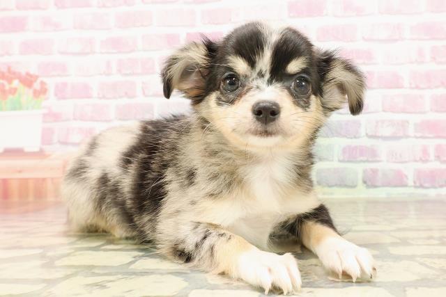 宮城県のチワワ(ロング) (Coo&RIKU石巻店/2025年5月24日生まれ/女の子/ブルーマール)の子犬の3枚目の画像