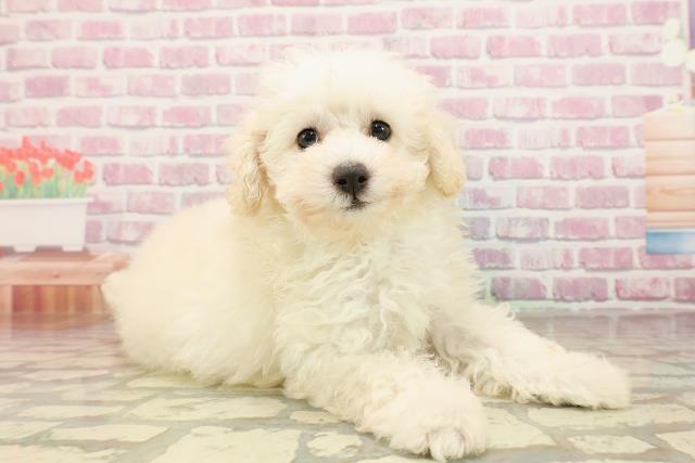 石川県のトイプードル(トイ) (Coo&RIKU金沢店/2025年5月24日生まれ/男の子/ホワイト)の子犬の3枚目の画像
