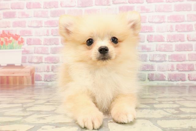 東京都のポメラニアン (Coo&RIKU府中店/2025年5月15日生まれ/男の子/クリーム)の子犬の1枚目の画像