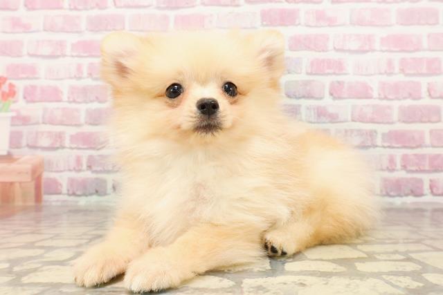 東京都のポメラニアン (Coo&RIKU府中店/2025年5月15日生まれ/男の子/クリーム)の子犬の2枚目の画像