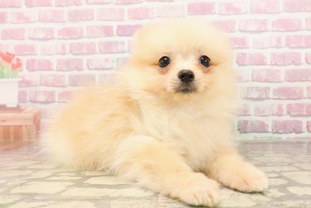 東京都のポメラニアン (Coo&RIKU府中店/2025年5月15日生まれ/男の子/クリーム)の子犬の3枚目の画像