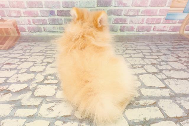 東京都のポメラニアン (Coo&RIKU府中店/2025年5月15日生まれ/男の子/クリーム)の子犬の4枚目の画像