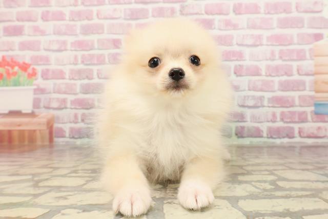 富山県のポメラニアン (Coo&RIKU富山店/2025年5月15日生まれ/女の子/クリーム)の子犬の1枚目の画像