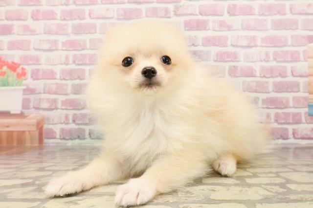 富山県のポメラニアン (Coo&RIKU富山店/2025年5月15日生まれ/女の子/クリーム)の子犬の2枚目の画像