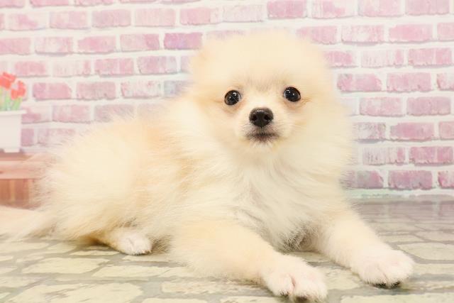 富山県のポメラニアン (Coo&RIKU富山店/2025年5月15日生まれ/女の子/クリーム)の子犬の3枚目の画像