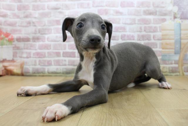 福島県のイタリアングレーハウンド (Coo&RIKU郡山店/2025年5月20日生まれ/男の子/ブルーホワイト)の子犬の2枚目の画像