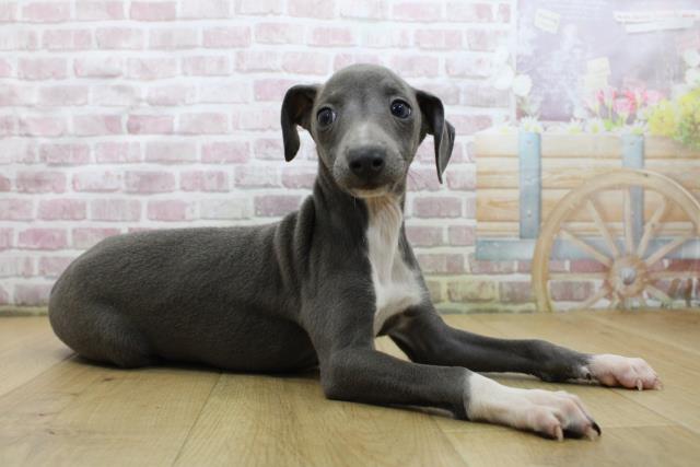 福島県のイタリアングレーハウンド (Coo&RIKU郡山店/2025年5月20日生まれ/男の子/ブルーホワイト)の子犬の3枚目の画像