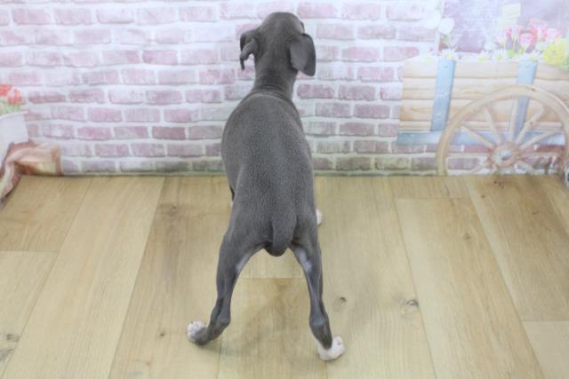福島県のイタリアングレーハウンド (Coo&RIKU郡山店/2025年5月20日生まれ/男の子/ブルーホワイト)の子犬の4枚目の画像