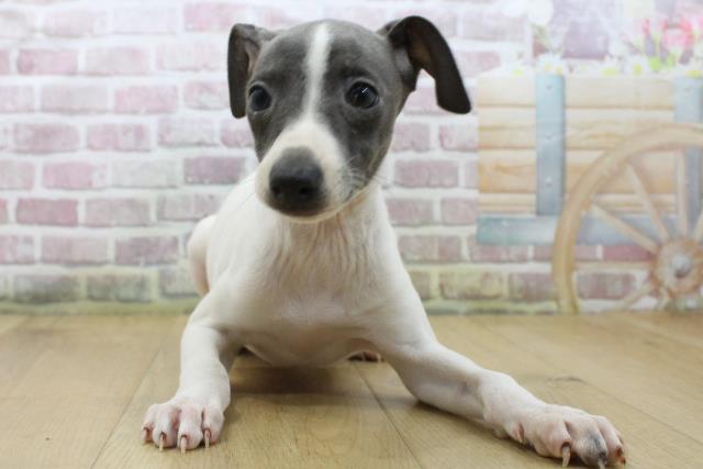 イタリアングレーハウンドの子犬一覧｜ペットショップCoo＆RIKU