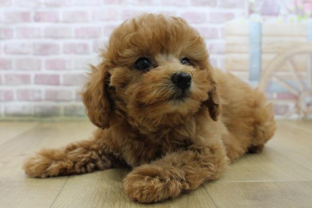 宮城県のトイプードル(トイ) (Coo&RIKUイオンタウン古川店/2025年5月23日生まれ/女の子/レッド)の子犬の2枚目の画像