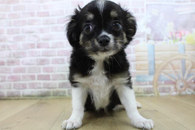 福島県のチワワ(ロング) (Coo&RIKU郡山店/2025年5月7日生まれ/男の子/ブラックタンホワイト)の子犬の1枚目の画像