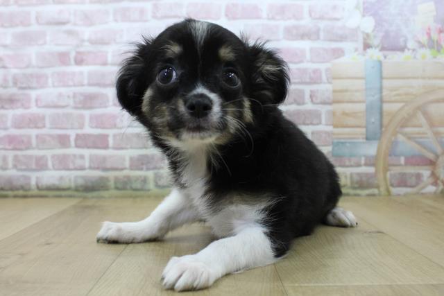 福島県のチワワ(ロング) (Coo&RIKU郡山店/2025年5月7日生まれ/男の子/ブラックタンホワイト)の子犬の2枚目の画像