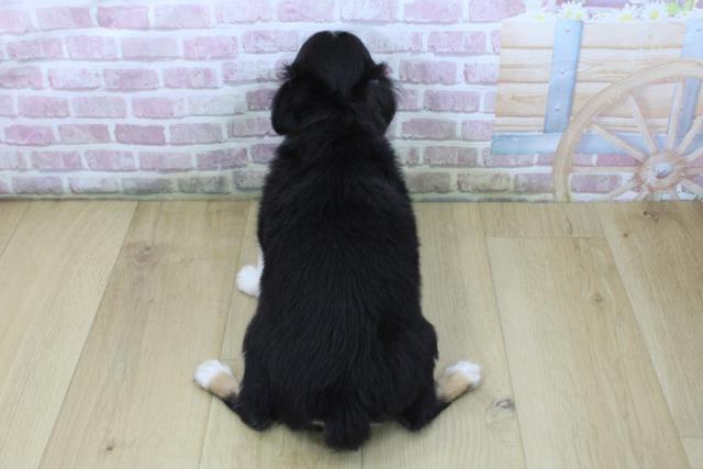 福島県のチワワ(ロング) (Coo&RIKU郡山店/2025年5月7日生まれ/男の子/ブラックタンホワイト)の子犬の4枚目の画像