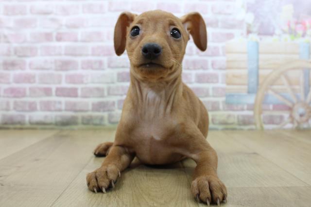 ミニチュア・ピンシャー