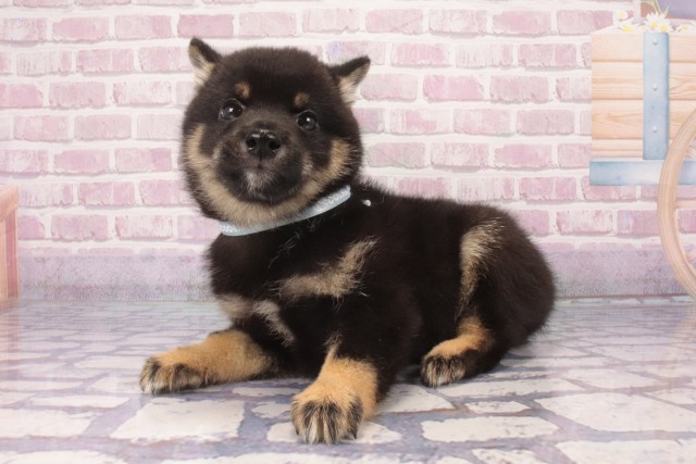 兵庫県の豆柴 (Coo&RIKU明石店/2025年5月21日生まれ/男の子/黒)の子犬の3枚目の画像