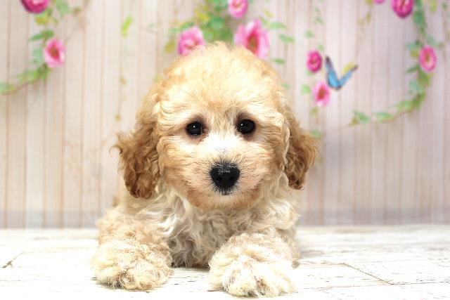 栃木県のトイプードル(トイ) (Coo&RIKU宇都宮店/2025年5月24日生まれ/男の子/アプリコット)の子犬の1枚目の画像