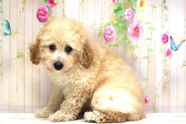 栃木県のトイプードル(トイ) (Coo&RIKU宇都宮店/2025年5月24日生まれ/男の子/アプリコット)の子犬の2枚目の画像