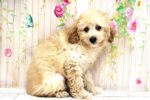 栃木県のトイプードル(トイ) (Coo&RIKU宇都宮店/2025年5月24日生まれ/男の子/アプリコット)の子犬の3枚目の画像