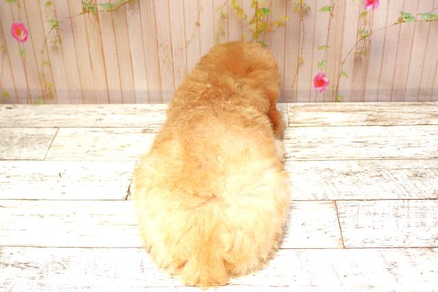 栃木県のトイプードル(トイ) (Coo&RIKU宇都宮店/2025年5月24日生まれ/男の子/アプリコット)の子犬の4枚目の画像