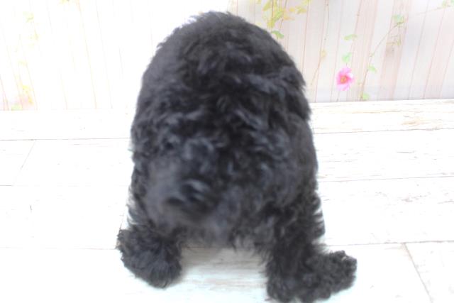 神奈川県のトイプードル(トイ) (Coo&RIKU藤沢店/2025年5月24日生まれ/男の子/ブラック)の子犬の4枚目の画像