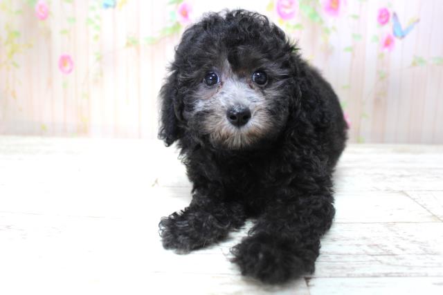 北海道のトイプードル(トイ) (Coo&RIKU苫小牧店/2025年5月24日生まれ/女の子/ブラック)の子犬の1枚目の画像