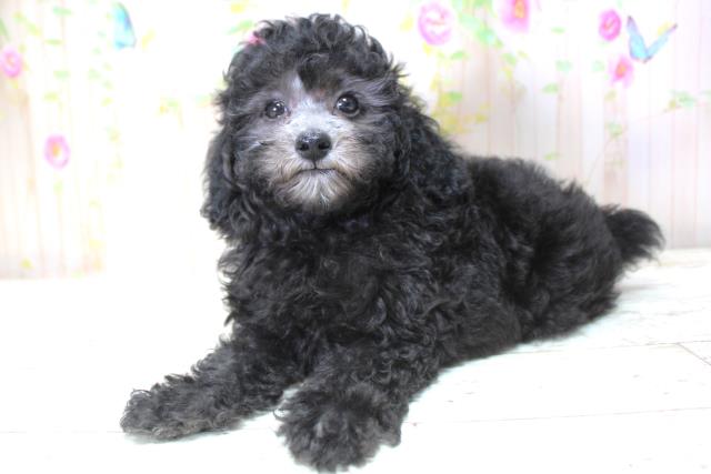 北海道のトイプードル(トイ) (Coo&RIKU苫小牧店/2025年5月24日生まれ/女の子/ブラック)の子犬の2枚目の画像