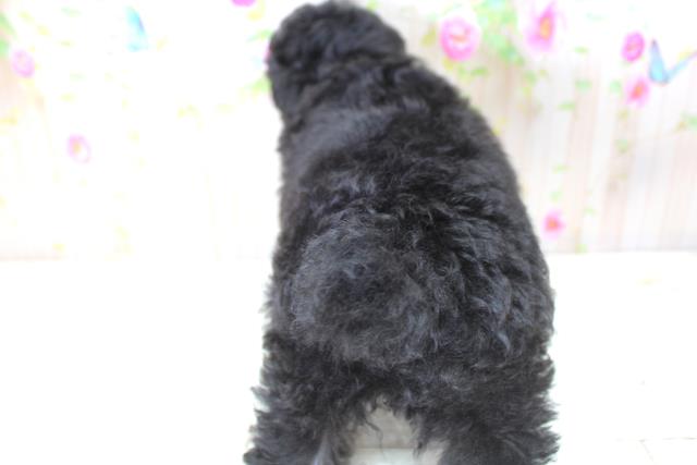 北海道のトイプードル(トイ) (Coo&RIKU苫小牧店/2025年5月24日生まれ/女の子/ブラック)の子犬の4枚目の画像