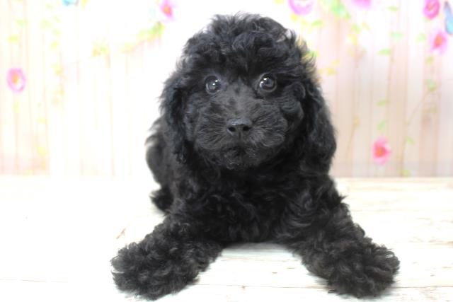 北海道のトイプードル(トイ) (Coo&RIKU釧路店/2025年5月24日生まれ/女の子/ブラック)の子犬の1枚目の画像